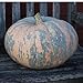 Photo 10 Iran, Pumpkin Seed (Calabaza) Jumbo Squash,50 Plus Pound Fruits new bestseller 2024-2023