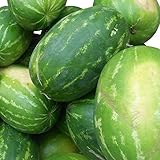 Rießen Wassermelone 10 Korn (Rar) >>>Fruchtgewicht von 12 bis 16 kg<<< Foto, Bestseller 2024-2023 neu, bester Preis 2,49 € Rezension