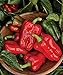 Photo Burpee Great Stuff Sweet Pepper Seeds 40 seeds new bestseller 2024-2023