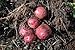 Photo Simply Seed - 5 LB - Dark Red Norland Potato Seed - Non GMO - Naturally Grown - Order Now for Spring Planting new bestseller 2024-2023