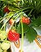 Photo Strawberry Evie-2 Bare Root Plants 20 Count - Ever Bearing - Non-GMO - Day Neutral Longer Fruit yielding Season - Bareroots Wrapped in Coco Coir - GreenEase by ENROOT new bestseller 2024-2023