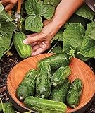 Burpee Supremo Pickling Cucumber Seeds 30 seeds Photo, bestseller 2024-2023 new, best price $7.82 review