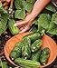 Photo Burpee Supremo Pickling Cucumber Seeds 30 seeds new bestseller 2024-2023