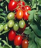 Juliet Grape Tomato 15 Seeds - High yields! Photo, bestseller 2024-2023 new, best price $3.18 review