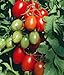 Photo Juliet Grape Tomato 15 Seeds - High yields! new bestseller 2024-2023