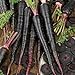 Photo Black Nebula Carrot Seeds- 100+ by Ohio Heirloom Seeds new bestseller 2024-2023