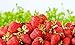 Photo Sweet Red Strawberry Seeds 300pcs for Home Garden Planting new bestseller 2024-2023