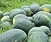 Photo Florida Giant Melon Large Southern Heirloom Watermelon bin4 (100 Seeds, or 1/2 oz) new bestseller 2024-2023