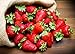 Photo KIRA SEEDS - Fresca Strawberry Giant - Everbearing Fruits for Planting - GMO Free new bestseller 2024-2023