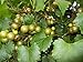 Photo Pixies Gardens Scuppernong Muscadine Grape Vine Shrub Live Fruit Plant (1 Gallon Potted) new bestseller 2024-2023