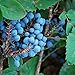 Photo Creeping Oregon Grape Seeds (Mahonia repens) Packet of 10 Seeds new bestseller 2024-2023