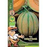 Semillas ecológicas de Melon Cantalupo Di Charentais Foto, éxito de ventas 2025-2024 nuevo, mejor precio 4,42 € revisión