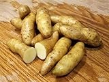 MITRAEE 100 Banana Fingerling Potato Vegetable Seeds Photo, bestseller 2024-2023 new, best price $9.50 review