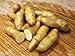 Photo MITRAEE 100 Banana Fingerling Potato Vegetable Seeds new bestseller 2024-2023