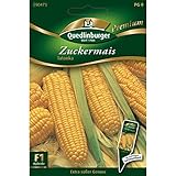 Zuckermais, Golden Supersweet F1 Foto, Bestseller 2024-2023 neu, bester Preis 5,17 € (517,00 € / kg) Rezension