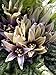 Foto Alraune (Mandragora officinarum) 10 Samen der magischen im Frühling blühenden Zauberpflanze neu Bestseller 2024-2023