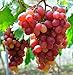 Photo Giant Red Globe Grape Seeds - Biggest Variety, Juicy Fruits new bestseller 2024-2023