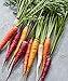 Photo Burpee Kaleidoscope Blend Non-GMO Rainbow Carrot Vegetable Planting Home Garden | Five Colors: Red, Orange, Purple, White, and Yellow, 1500 Seeds new bestseller 2024-2023