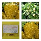 gelbe Erdbeere (alpine yellow) - 50+ Samen - süß ! Foto, Bestseller 2024-2023 neu, bester Preis 4,50 € Rezension