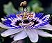 Photo CEMEHA SEEDS - Passionflower Purple Vine Wild Apricot Maypop Indoor Exotic Perennial Flowers for Planting new bestseller 2024-2023