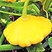 Photo TomorrowSeeds - Sunburst Yellow Patty Pan Seeds - 60+ Count Packet - Bush Scallop Squash Summer Golden Patisson Patison Lemon Scallopini new bestseller 2024-2023