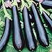 Photo Seeds Eggplant Aubergine Long Pop Black Vegetable Heirloom for Planting Non GMO new bestseller 2024-2023