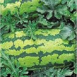 Georgia Rattlesnake Watermelons Seeds (25+ Seeds) Photo, bestseller 2024-2023 new, best price $4.69 review