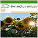 Foto SAFLAX - Girasol Titan - 20 semillas - Con sustrato estéril para cultivo - Helianthus annuus nuevo éxito de ventas 2024-2023