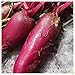 Photo Everwilde Farms - 1/4 Lb Cylindra Beet Seeds - Gold Vault new bestseller 2024-2023