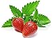 Photo 100+ Strawberry Mint Herb Seeds Non-GMO Fragrant Rare! US Grown! new bestseller 2024-2023