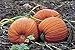 Photo PlenTree Graines de citrouille, or mammouth, Heirloom, organiques, non Ogm 25+ graines, grosses Pumpkins nouveau best-seller 2025-2024