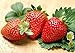 Photo 300pcs Giant Strawberry Seeds, Sweet Red Strawberry/Organic Garden Strawberry Fruit Seeds, for Home Garden Planting new bestseller 2024-2023