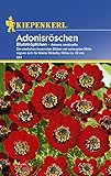 Sperli Blumensamen Adonisröschen Blutströpfchen, grün Foto, Bestseller 2025-2024 neu, bester Preis 1,90 € Rezension