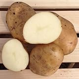 Kennebec Seed Potatoes, 5 lbs. (Certified) Photo, bestseller 2024-2023 new, best price $12.99 ($0.16 / Ounce) review