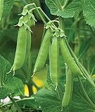 Burpee Sugar Snap Pea Seeds 300 seeds Photo, bestseller 2024-2023 new, best price $9.79 ($0.03 / Count) review