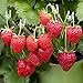 Photo (2000 Seeds)Perpetual Strawberry Four Seasons Strawberry Seeds for Planting04 new bestseller 2024-2023