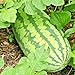 Photo Congo Watermelon Seeds XXL Extra Sweet Non-GMO Organic Huge 30-50Lbs Garden rsc2a1r (25+ Seeds) new bestseller 2024-2023