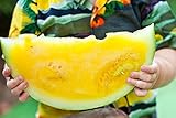 Gelb Wassermelone JANOSIK Samen - Wassermelone Foto, Bestseller 2024-2023 neu, bester Preis 6,38 € Rezension