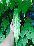 15 Melon amer bio Gourd Ampalaya Graines Photo, best-seller 2025-2024 nouveau, meilleur prix 4,99 € examen