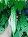 Photo 15 Melon amer bio Gourd Ampalaya Graines nouveau best-seller 2025-2024