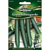 Quedlinburger Gewächshaus-Gurke Marumba,1 Portion Foto, Bestseller 2025-2024 neu, bester Preis 3,42 € (0,68 € / stück) Rezension