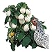 Photo Park Seed Easter Egg Plant Seeds new bestseller 2024-2023