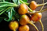 Golden Detroit - Beet Seeds Photo, bestseller 2024-2023 new, best price $5.99 review