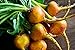 Photo Golden Detroit - Beet Seeds new bestseller 2024-2023