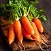 Photo David's Garden Seeds Carrot Little Finger 1116 (Orange) 200 Non-GMO, Heirloom Seeds new bestseller 2024-2023