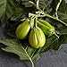 Photo David's Garden Seeds Eggplant Comprido Verde Claro 4222 (Green) 25 Non-GMO, Open Pollinated Seeds new bestseller 2024-2023