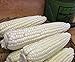 Photo Corn, STOWELL'S Evergreen White Corn, Heirloom,20 Seeds, Delicious White Sweet Corn new bestseller 2024-2023