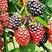 Photo TriStar Plants- TripleCrown BlackBerry Bush Thornless -1 Quart - NO Ship California, Healthy Established Roots, Thornless Blackberries, BlackBerry Pie, BlackBerry Jam BlackBerry Plant new bestseller 2024-2023