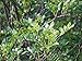 Foto Szechuanpfeffer Zanthoxylum schinifolium Pflanze 15-20cm Japanischer Pfeffer neu Bestseller 2024-2023