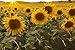 Photo Dwarf Sunflower Seeds for Planting new bestseller 2024-2023